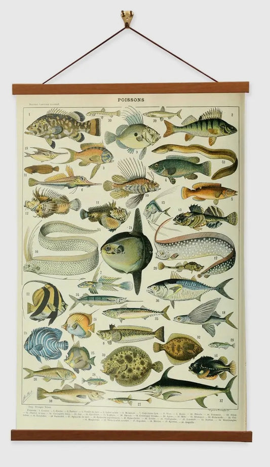 Fish Poissons Vintage Reproduction Banner